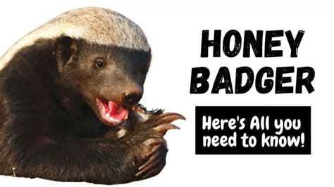 Honey Badger What Is How So Powerful Secret Weakness Temperament Diet Habitat