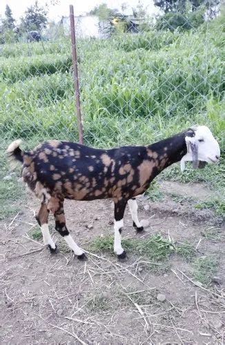 Brown Women Sirohi Female Goats Meat At Rs 400kg In Nasrullaganj Id 22927362391