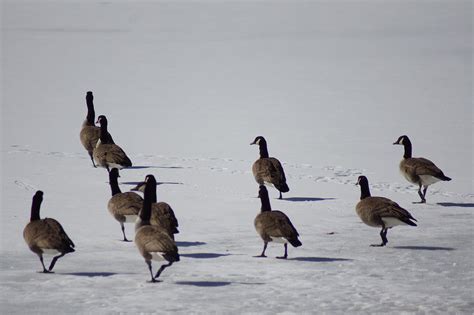 Canada Geese On A Frozen Lake Canada Geese On A Frozen Lak Flickr