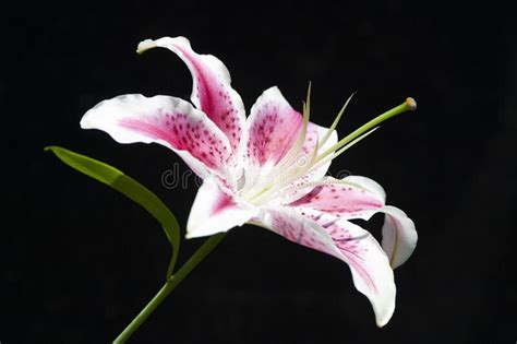 Closeup Of A Stargazer Lilly Pink Flower On A Black Background Stock