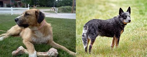 Irish Mastiff Hound Vs Austrailian Blue Heeler Breed Comparison