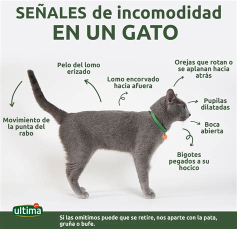 Gatos ¿por Qué Muerde Mi Gato Y Cómo Evitarlo Si Se Puede