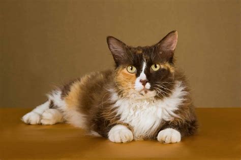 5 Long Hair Calico Cat Breeds Caution Rare Cats Alert