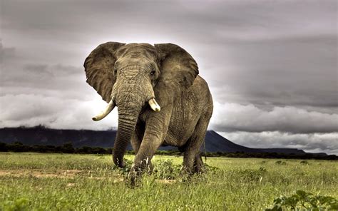 African Elephant Wallpapers Hd Desktop And Mobile Backgrounds