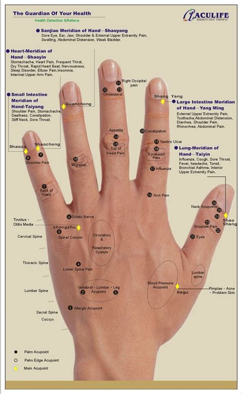 Druk Punten Reflexology Hand Chart Hand Reflexology Reflexology