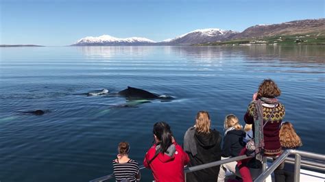 Elding Whale Watching Akureyri Youtube
