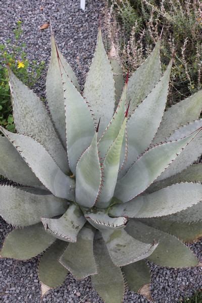 Agave Century Plant Blue Agave Plant Variegated Agaves Plant