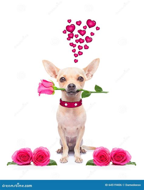 Valentines Love Sick Dog Stock Photo Image Of Flirt 64519406