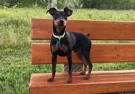 Miniature Pinscher Breed Information Guide Quirks Pictures