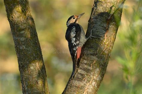 Dendrocopos Syriacus Syrian Woodpecker Stock Image Image Of
