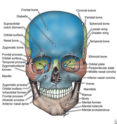 Bones Of The Skull Anatomy Mad
