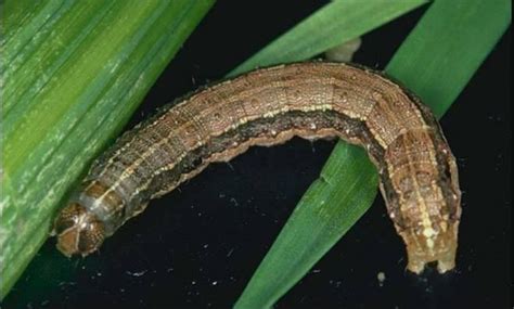 Fallarmyworms Sorghum Crop Pests Insect Information Extension