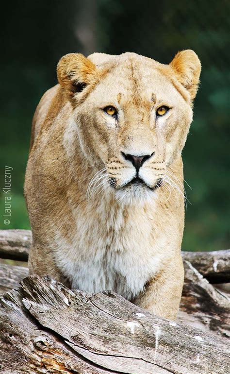 Ein Tag Im Serengeti Park Teil 1 One Glimpse Wilde Katzen Wilde