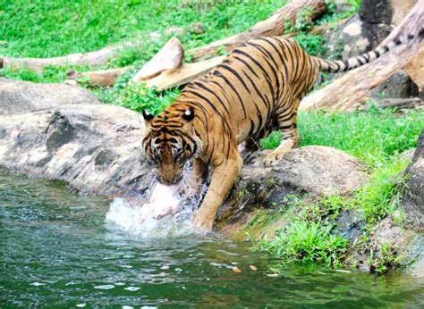 More than 1200 animals of 215 species can be found at the malacca zoo. Zoo Melaka Tawar Promosi Harga Tiket Serendah RM5, Ada ...