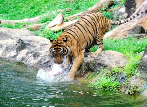 Friday, weekends & public holidays. Zoo Melaka Tawar Promosi Harga Tiket Serendah RM5, Ada ...