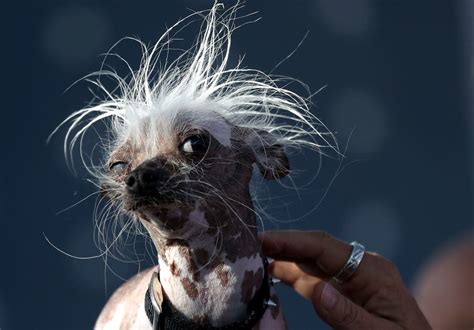 15 Photos Of The Most Adorable Ugly Dogs
