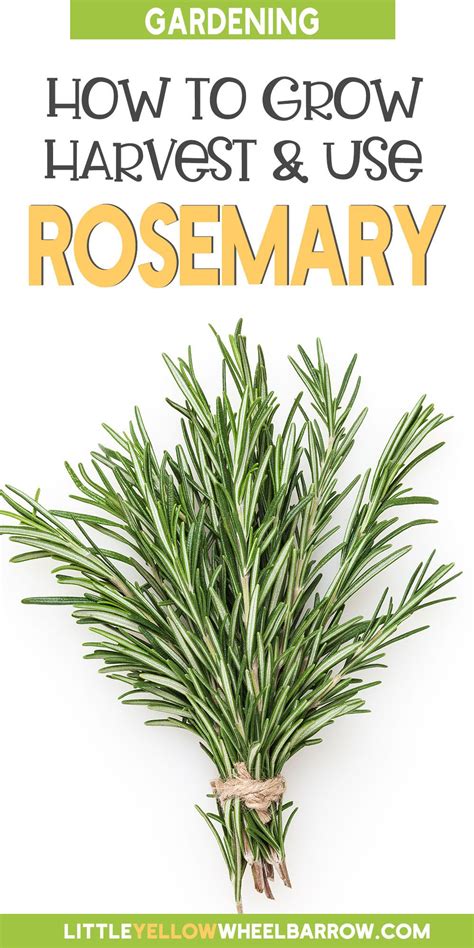 Rosemary Plants How To Grow Harvest Use Them 2022 Rosemary