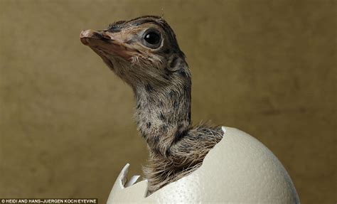 Amazing Photos Of Animals Hatching From Their Eggs Alltop Viral