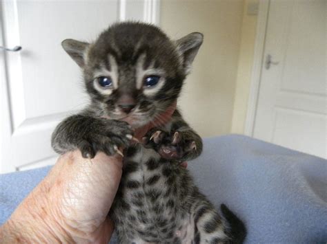 The charcoal makes the brown color much darker to make a coat that is between gray and brown with completely black patterns. Pedigree Brown Charcoal Bengal Kitten | Crewe, Cheshire ...