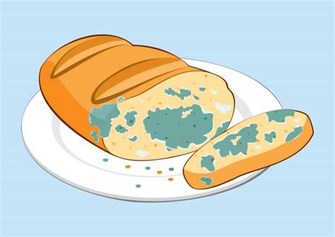 Moldy Bread Illustrations Royalty Free Vector Graphics And Clip Art Istock