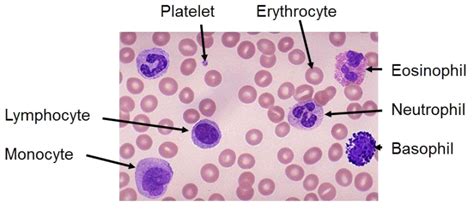 Blood Smear Under Microscope Labeled Kayleyqohorn