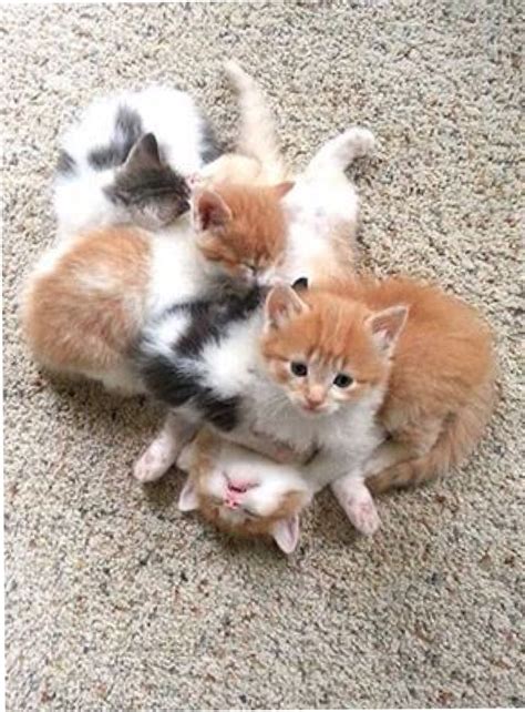 4 Kittens 15th February 2016 We Love Cats And Kittens