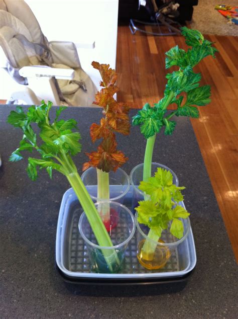 Celery Science - Laughing Kids Learn | Science activities, Science classroom, Plant science