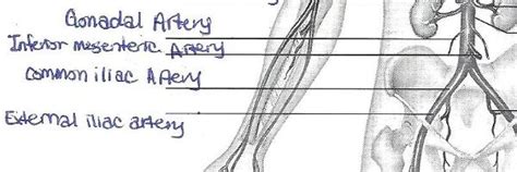 It will empower your patients and give you the tools to instill confidence and trust. Print Exercise 32: Anatomy of Blood Vessels flashcards | Easy Notecards