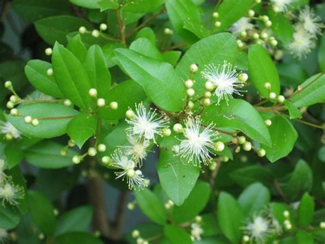 Click on the link in the photo's remark for info and to see more images of that species. Simpson's Stopper, (Myrcianthes fragrans), Florida native ...