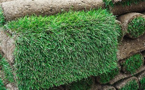 Can You Lay Sod Over Existing Grass Northern Colorado Big Foot Turf