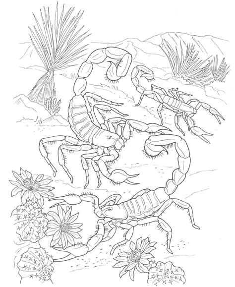 Wildlife in arizona is as diverse as its landscape. Desert Coloring Pages - Best Coloring Pages For Kids