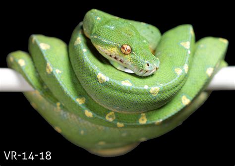 Green Tree Python Picture Gallery