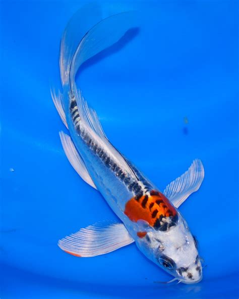 The Blackwater Blog Butterfly Koi For Sale At Blackwater Creek Koi Farms
