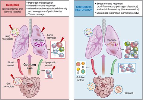 The Role Of The Lung Microbiota And The Gutlung Axis In Respiratory