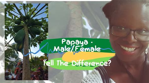 how to tell the difference between male and female papaya trees youtube