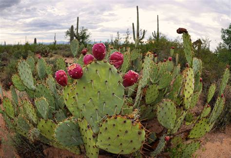 Sonoran Desert Cacti Desert Cactus Sonoran Desert Cacti Flora