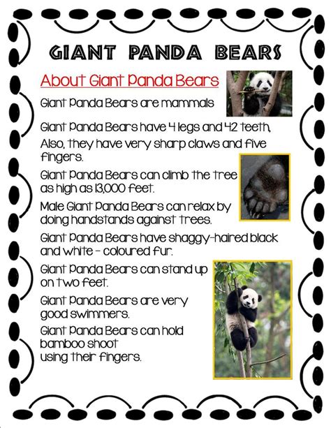 All About Giant Panda Bears Information Booklet Giant Panda Bear