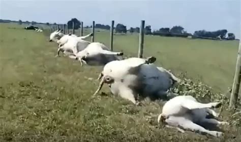 Lightning Strike Kills 23 Cows In Texas In Disturbing Video Strnge Sounds