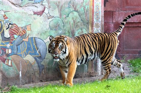 Maharajah Jungle Trek Animal Kingdom Disney World