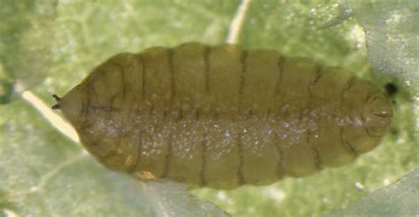 http://www.ukflymines.co.uk/Images/gallery/Chromatomyia_atricornis/Chromatomyia_atricornis_larva_1.htm
