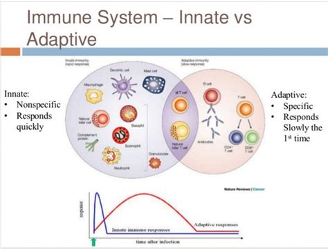 Innate And Adaptive Immunity Flow Chart