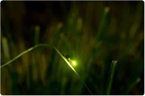 Bioluminescence Fireflies