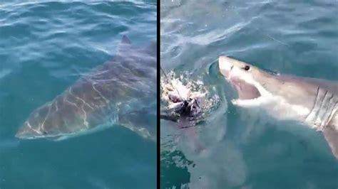 Great White Shark Spotted Off Coast Of Ocean City 47abc