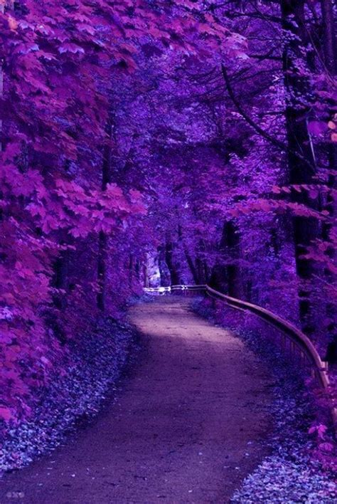 Purple Trees And Road Beautiful Nature Nature Photography Beautiful