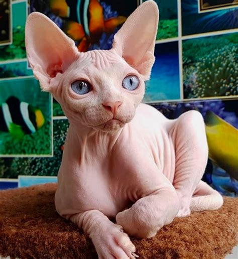 40 Unique But Adorable Sphynx Cats That Will Change Your Mind About The