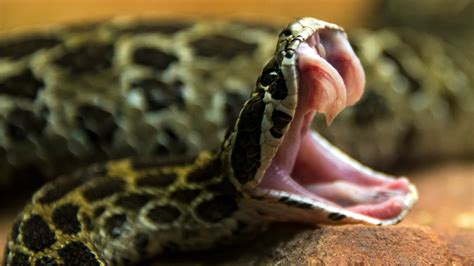 Which Came First Snake Fangs Or Venom Live Science