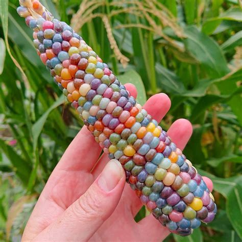 This Is Called ‘glass Gem Corn And Its The Most Beautiful Corn In The