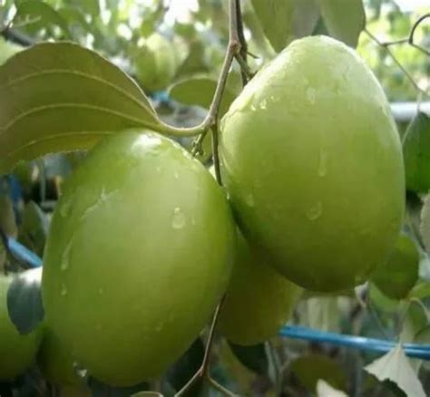 Thai Well Watered Apple Ber Plant For Fruits At Rs 60plant In Indore Id 22903177873