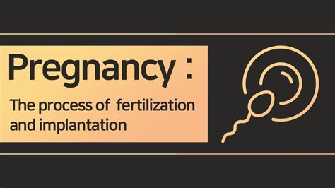 Pregnancy The Process Of Ovulation Fertilization And Implantation