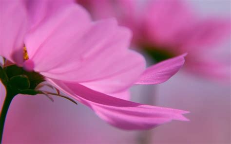 Lovely Pink Flower Hd Widescreen Desktop Wallpaper